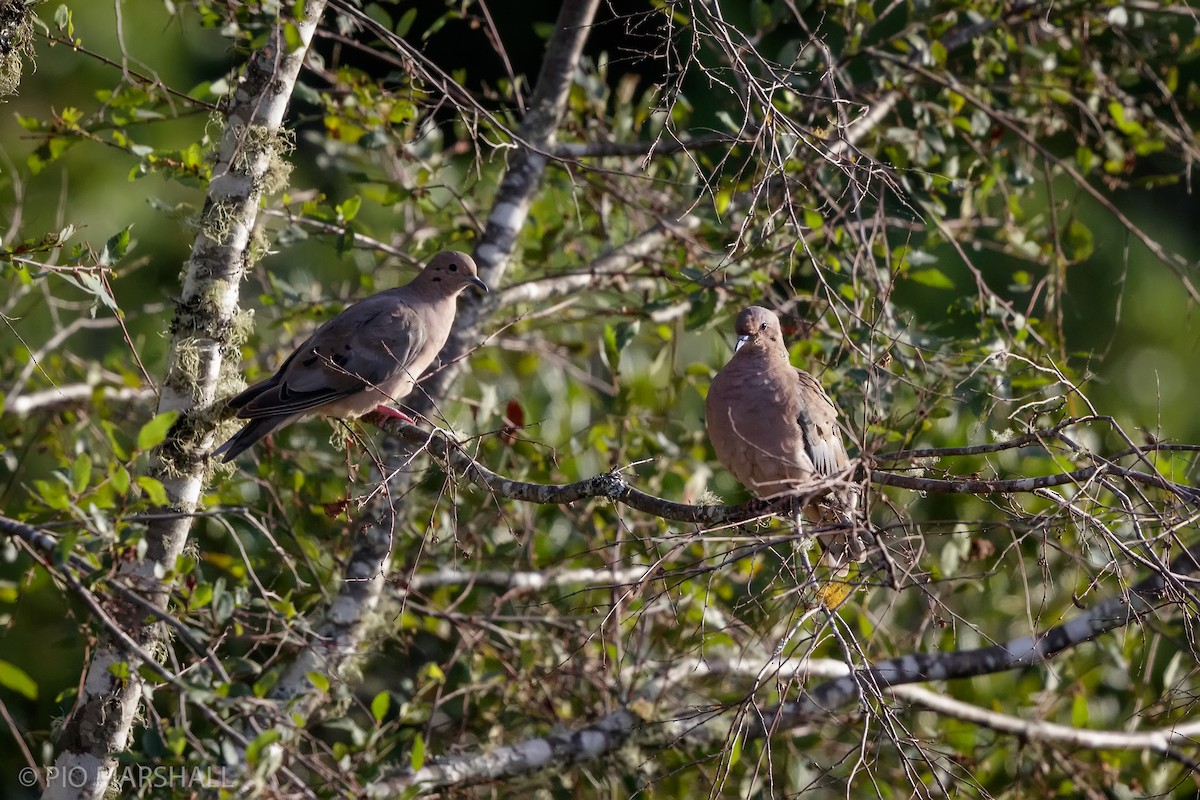 Eared Dove - ML617585859