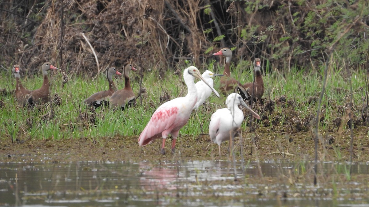 Roseate Spoonbill - ML617585861