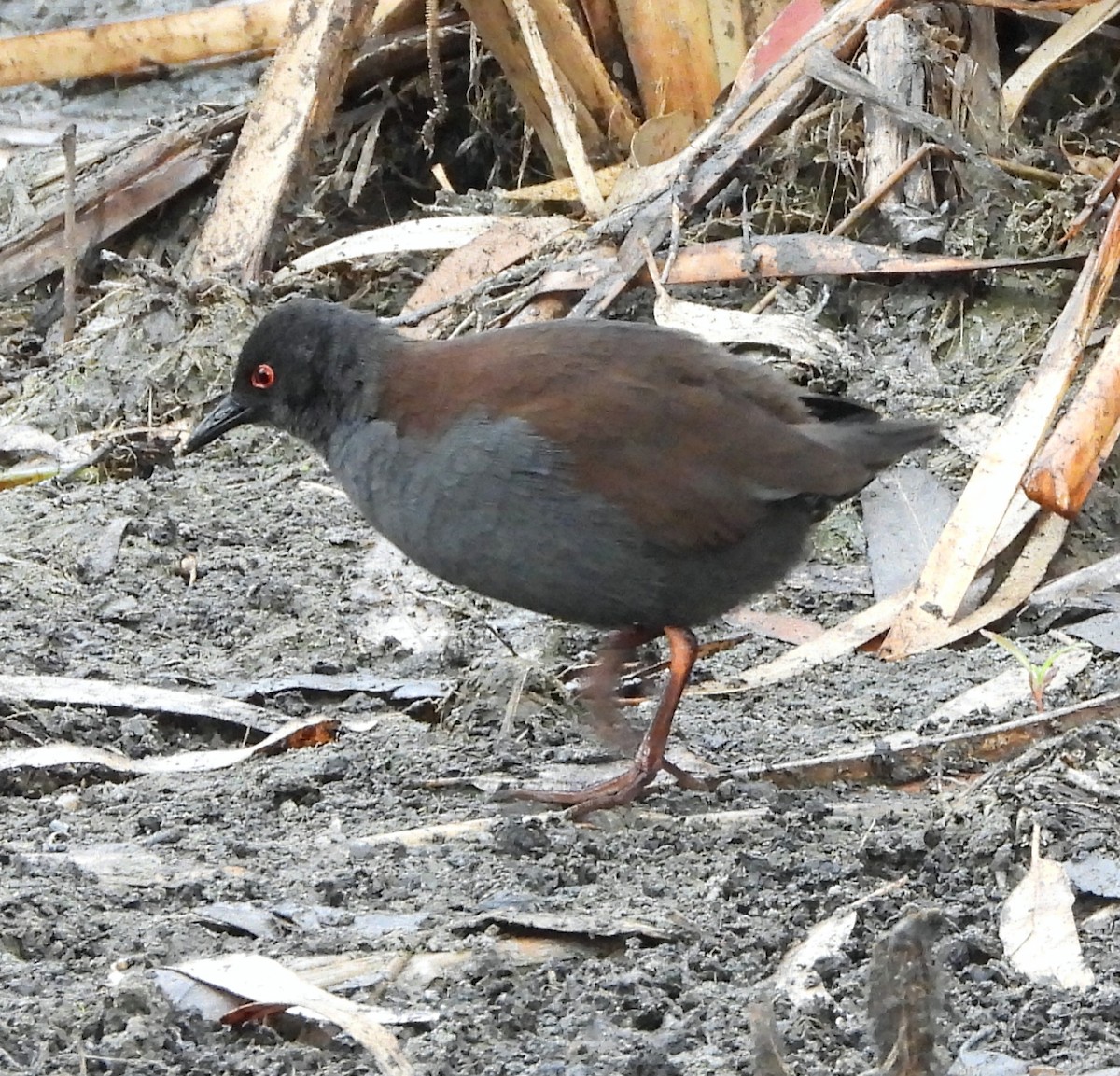 Spotless Crake - ML617585871