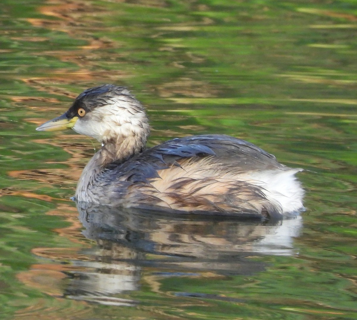 Australasian Grebe - Rodney van den Brink