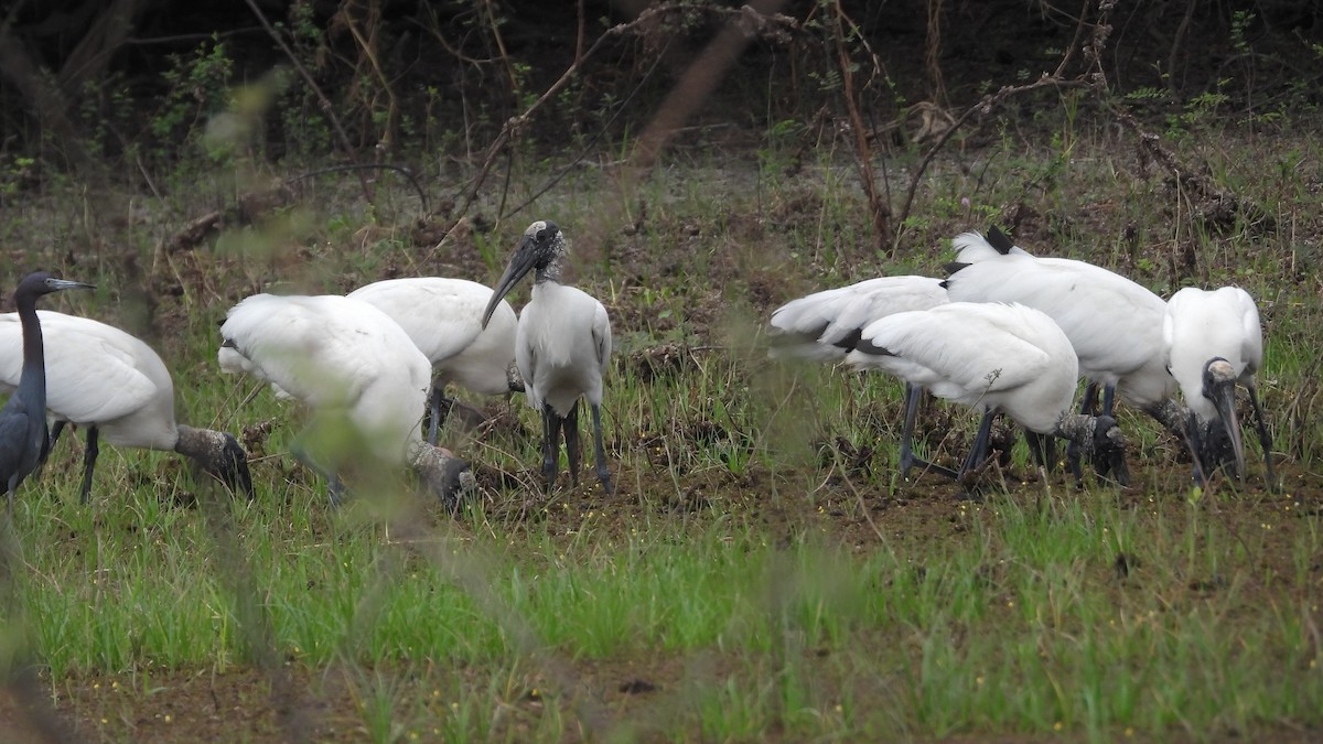 Wood Stork - ML617585880