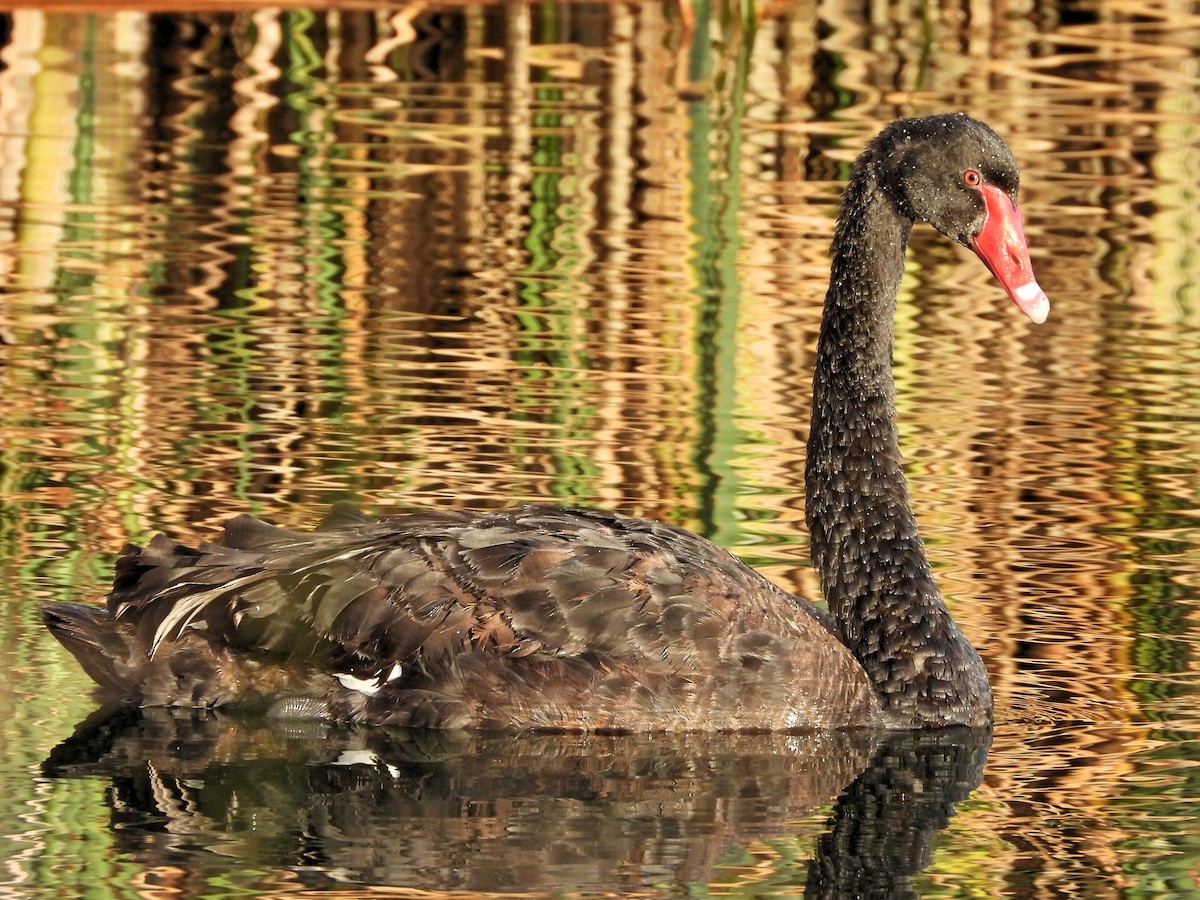 Black Swan - Rodney van den Brink