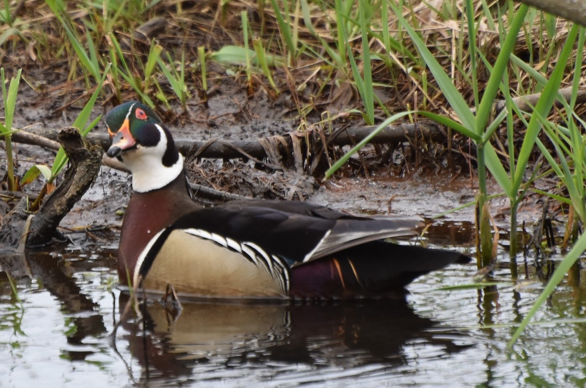 Wood Duck - ML617585900