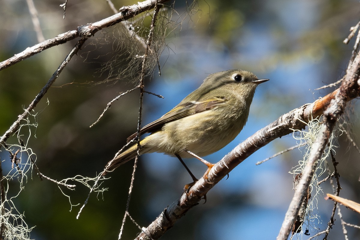 Ruby-crowned Kinglet - Betsy Fischer