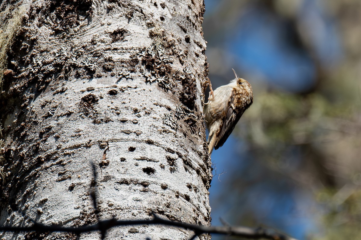 Brown Creeper - Betsy Fischer