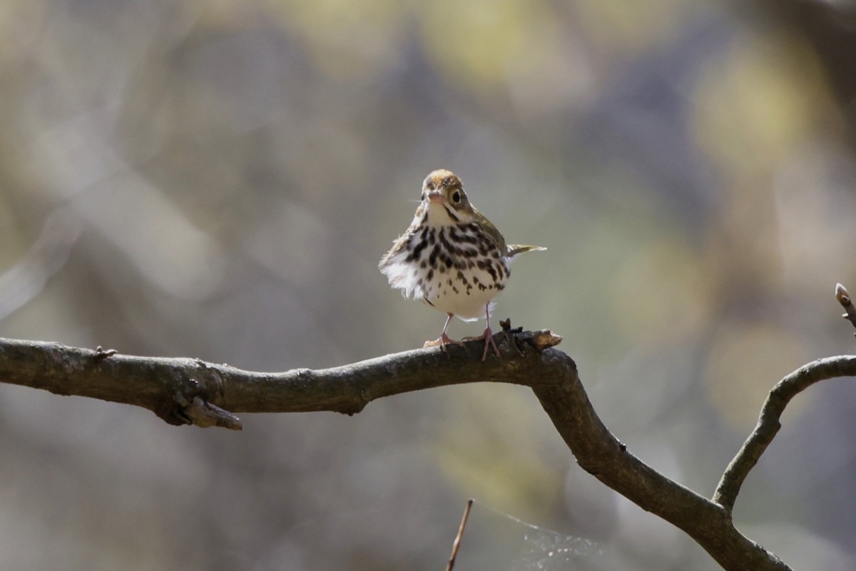 Ovenbird - ML617585928