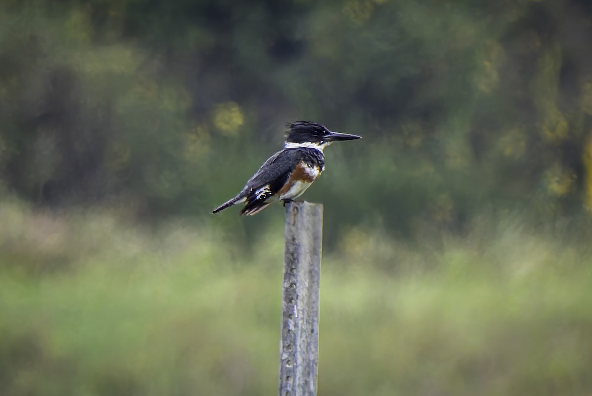 Belted Kingfisher - Gordon Norman