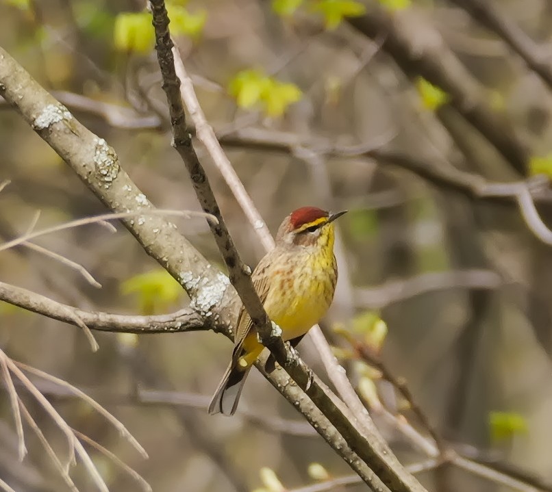 Palm Warbler - ML617585952