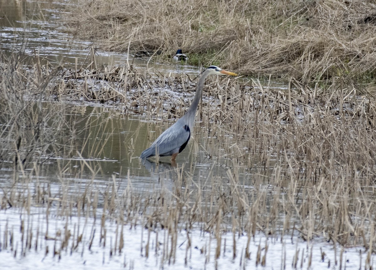 Great Blue Heron - ML617585953