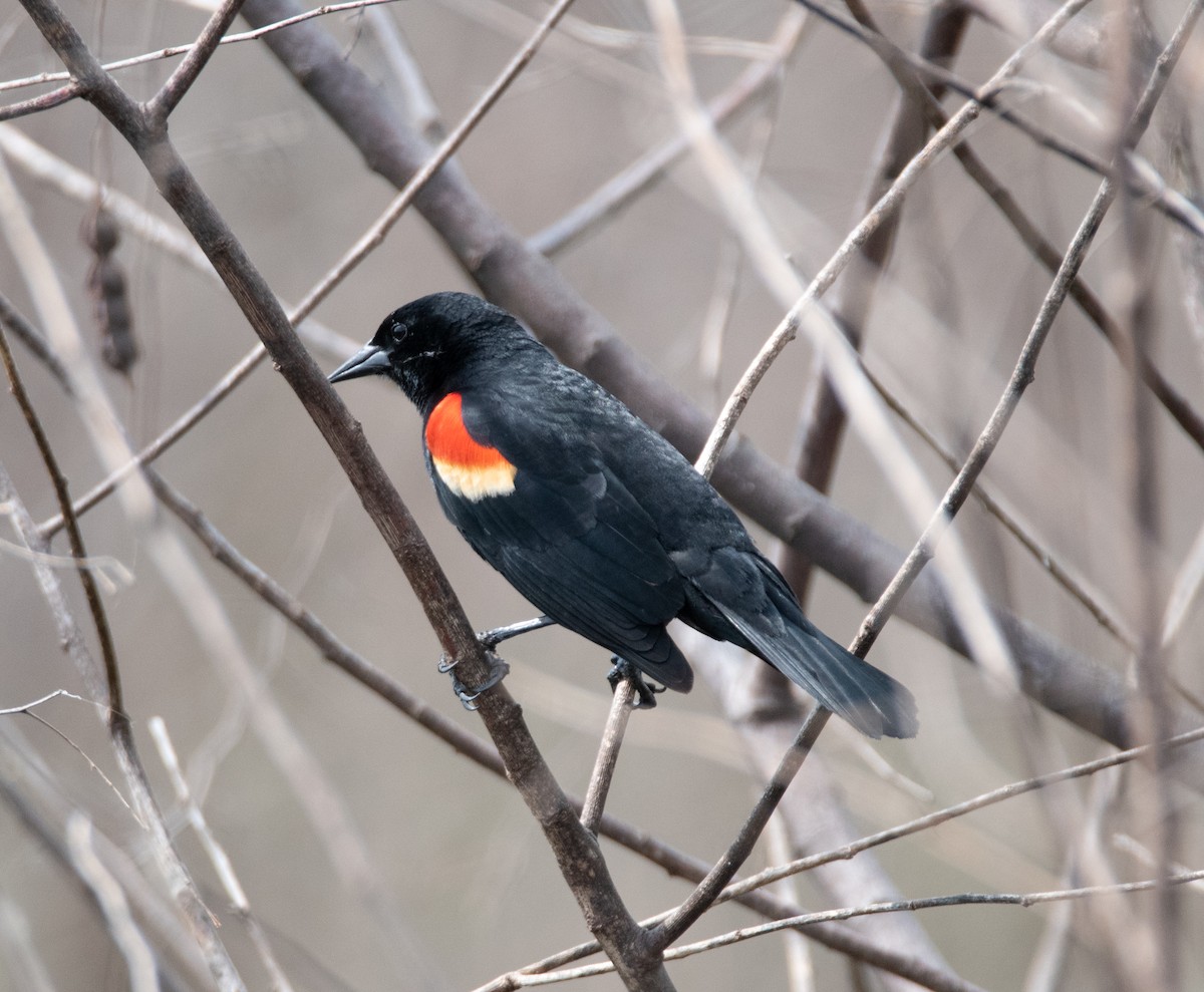 Red-winged Blackbird - ML617585966