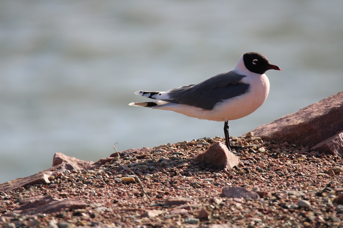 Franklin's Gull - Gene Glover