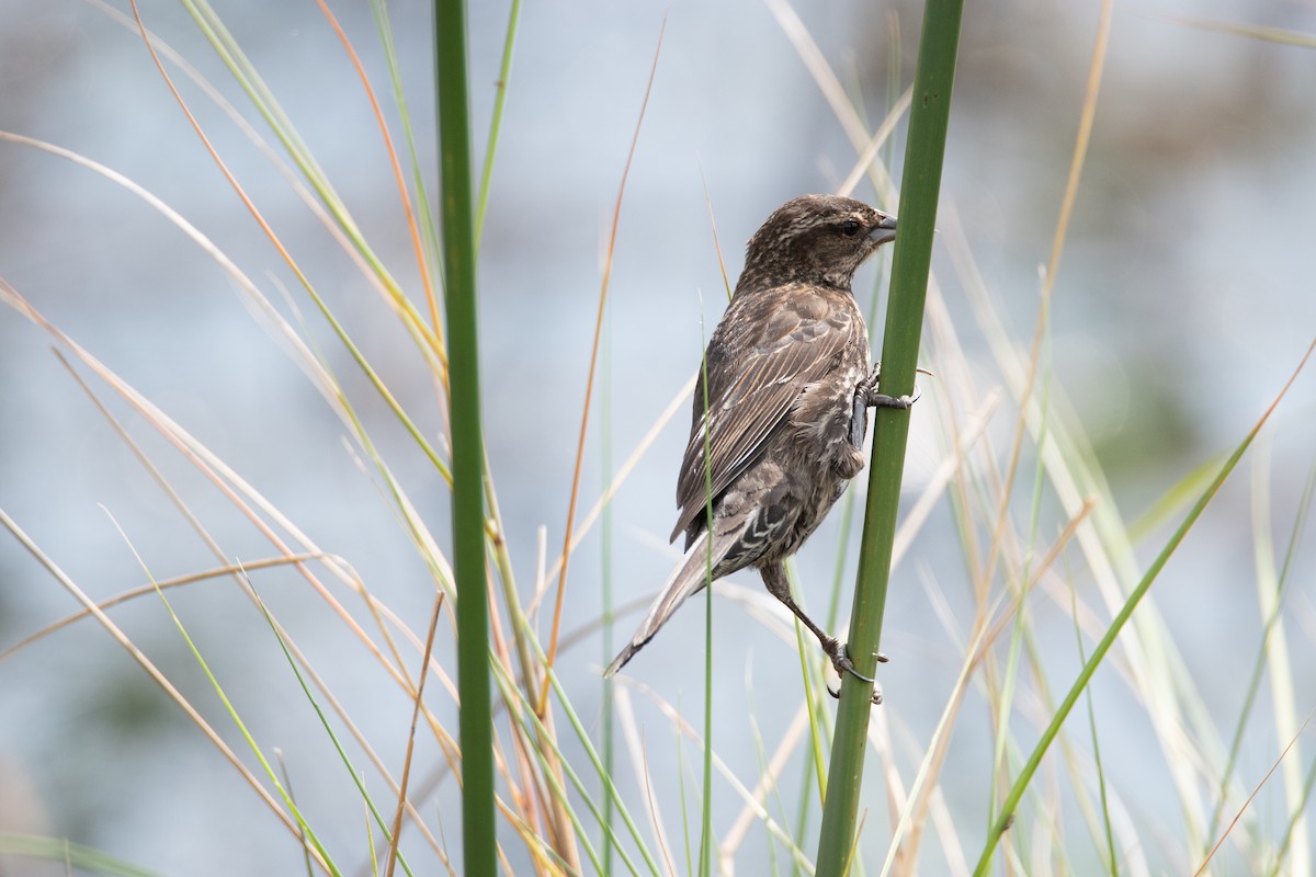 Red-winged Blackbird - ML617585974