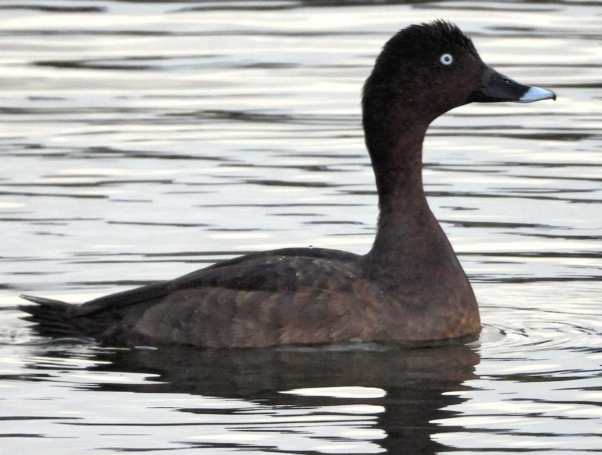 Porrón Australiano - ML617585991