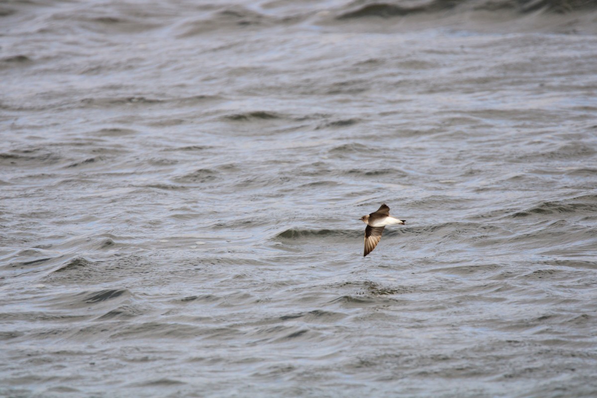 Northern Rough-winged Swallow - Gene Glover