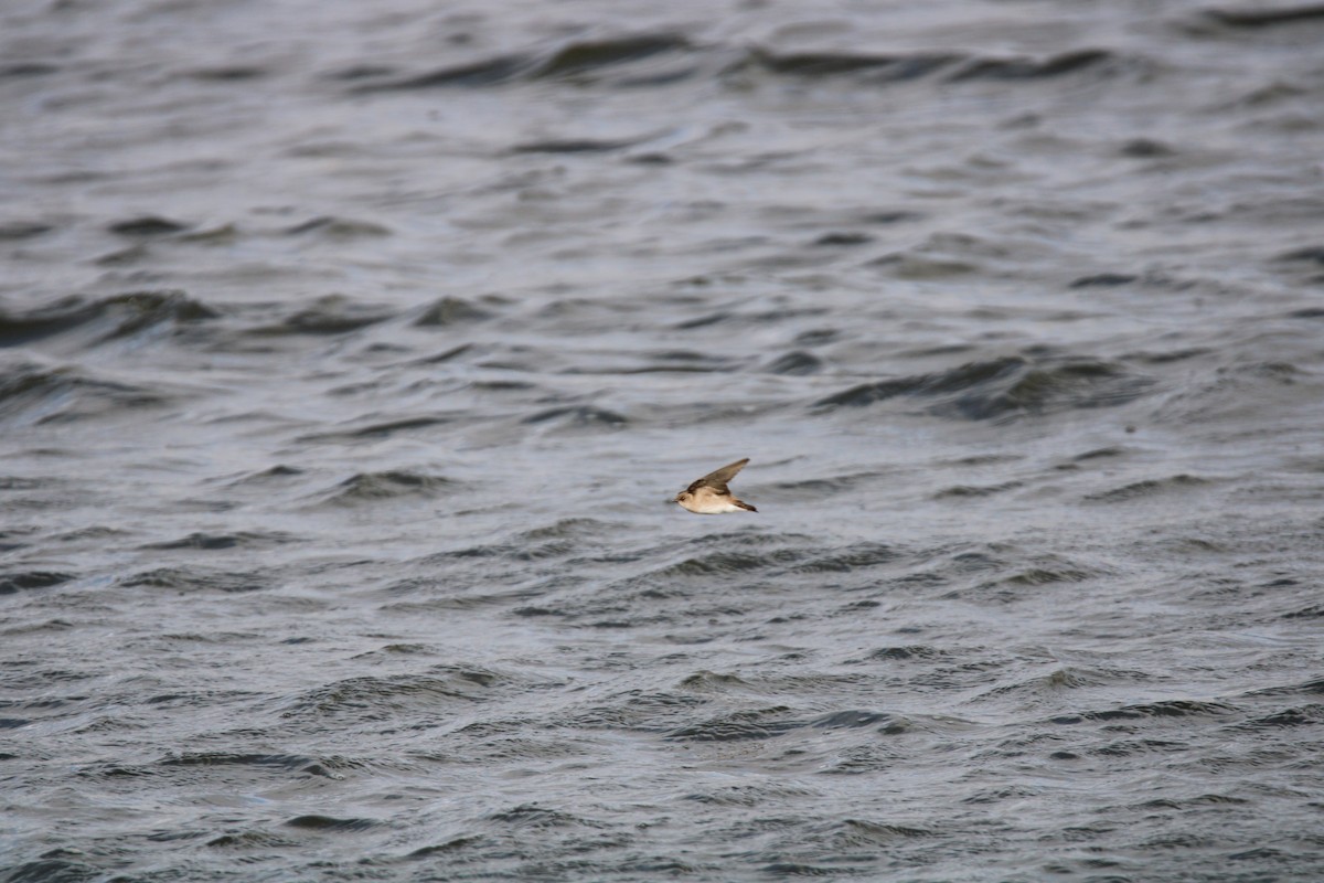 Northern Rough-winged Swallow - Gene Glover