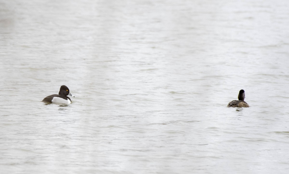 Ring-necked Duck - Estela Quintero-Weldon