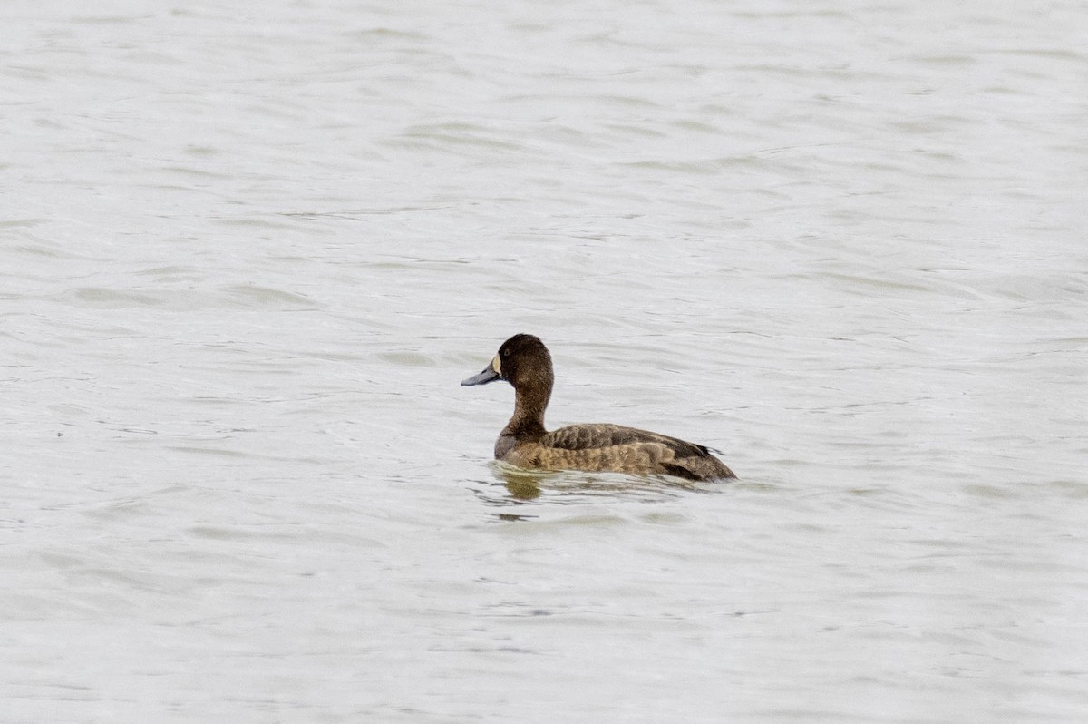 Ring-necked Duck - ML617586011