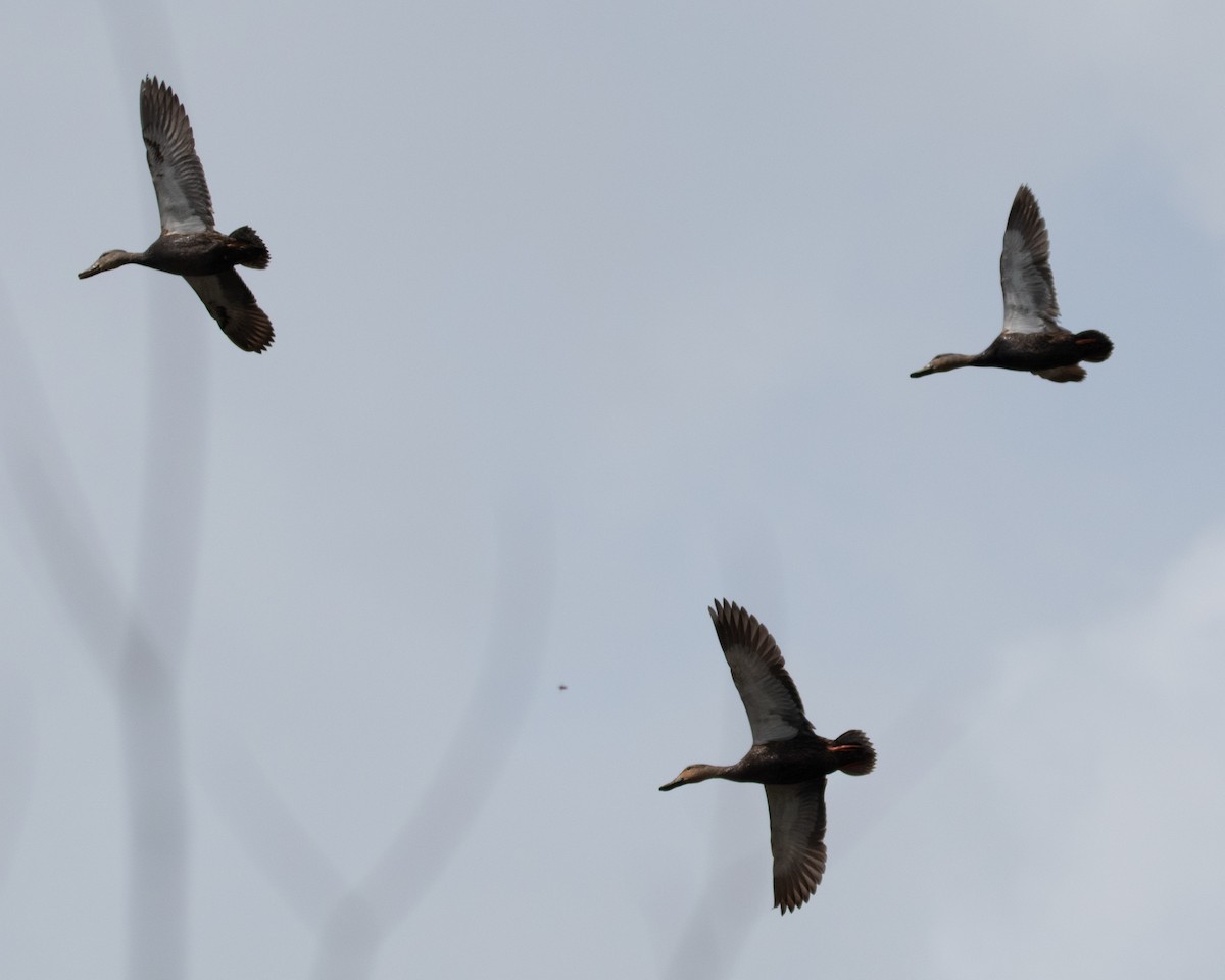 Blue-winged Teal - Tu Wren