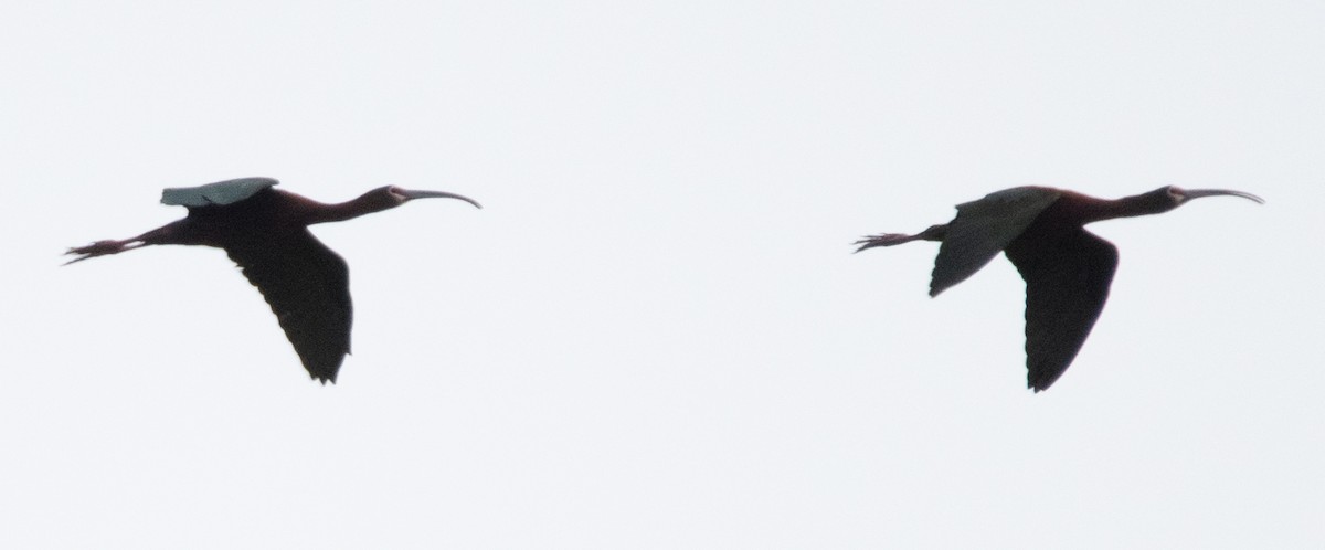 ibis americký - ML617586058