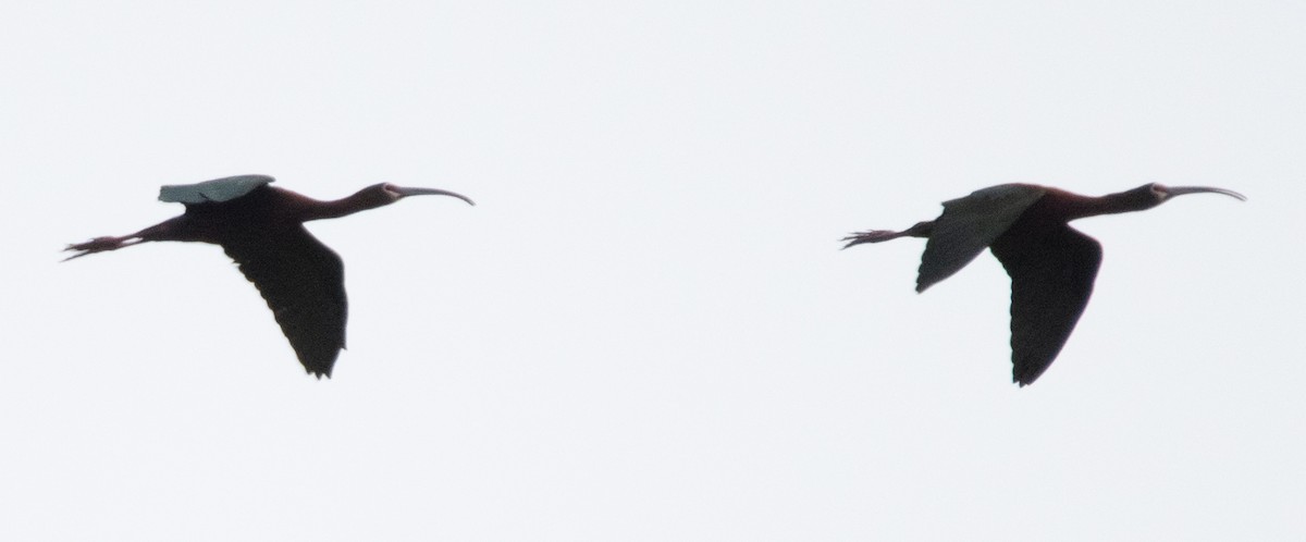 White-faced Ibis - ML617586058