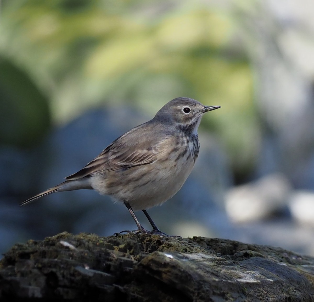 Pipit d'Amérique - ML617586063