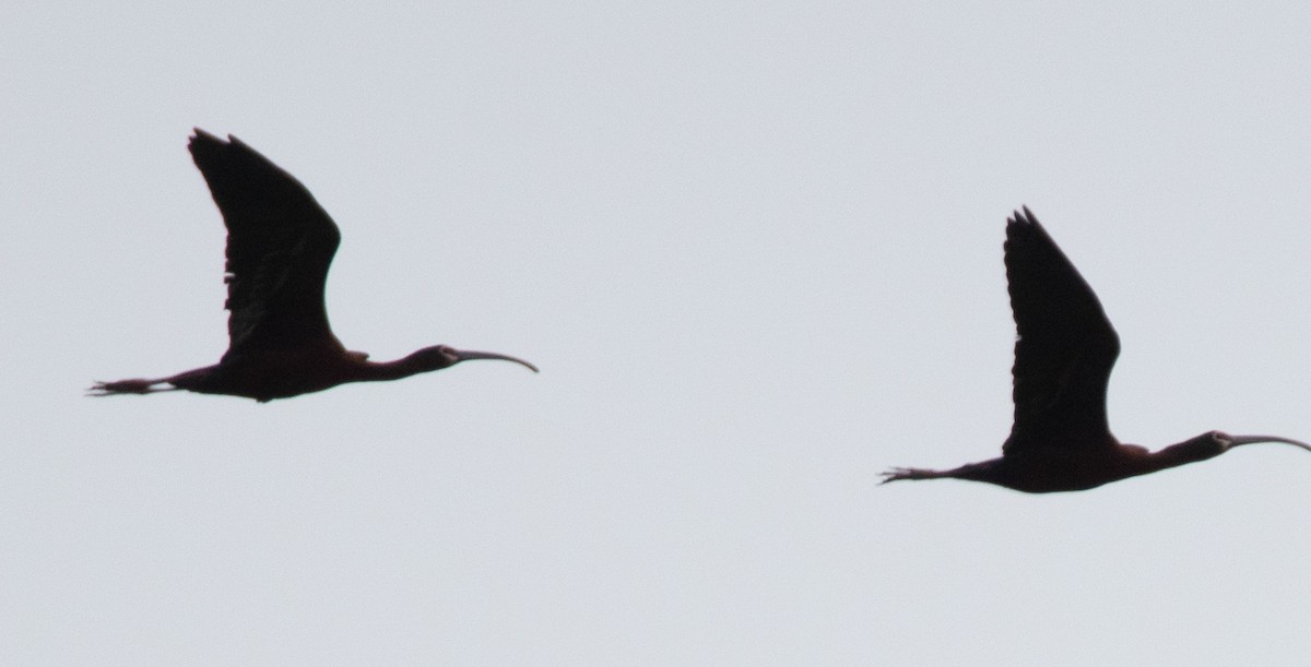 ibis americký - ML617586066