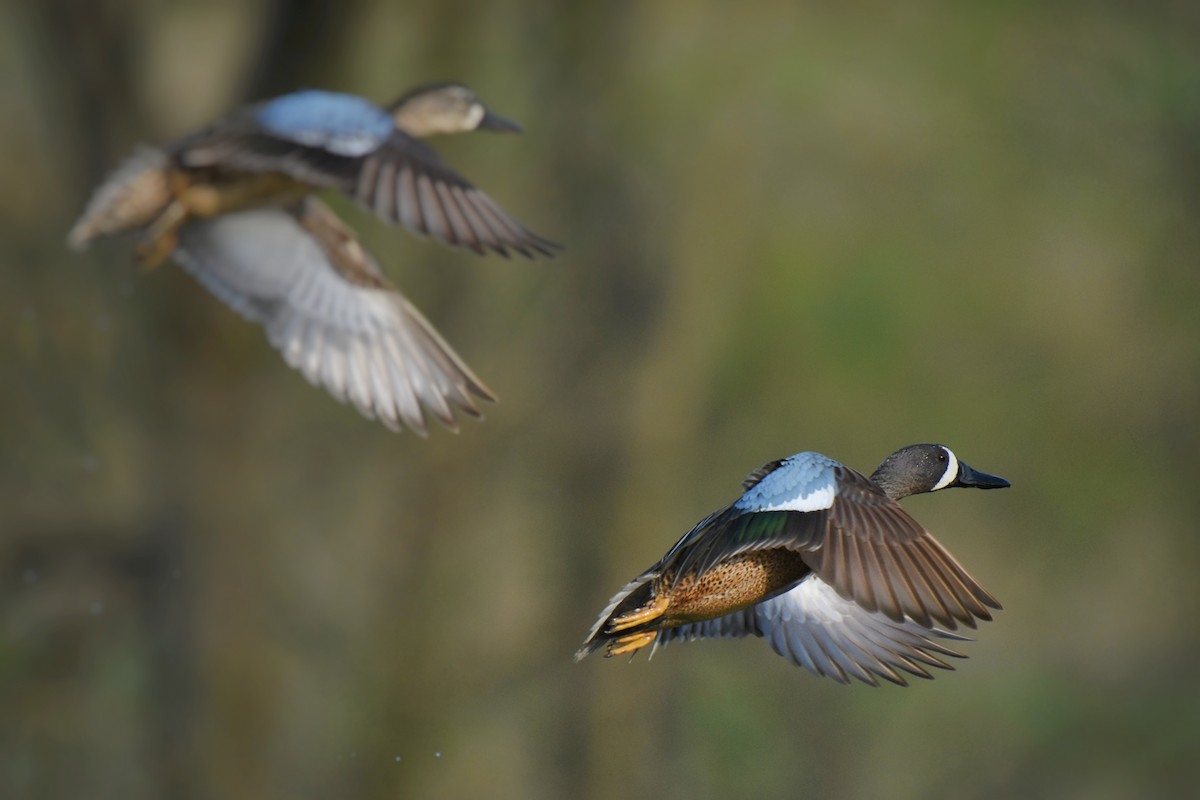 Blue-winged Teal - Samuel Keener