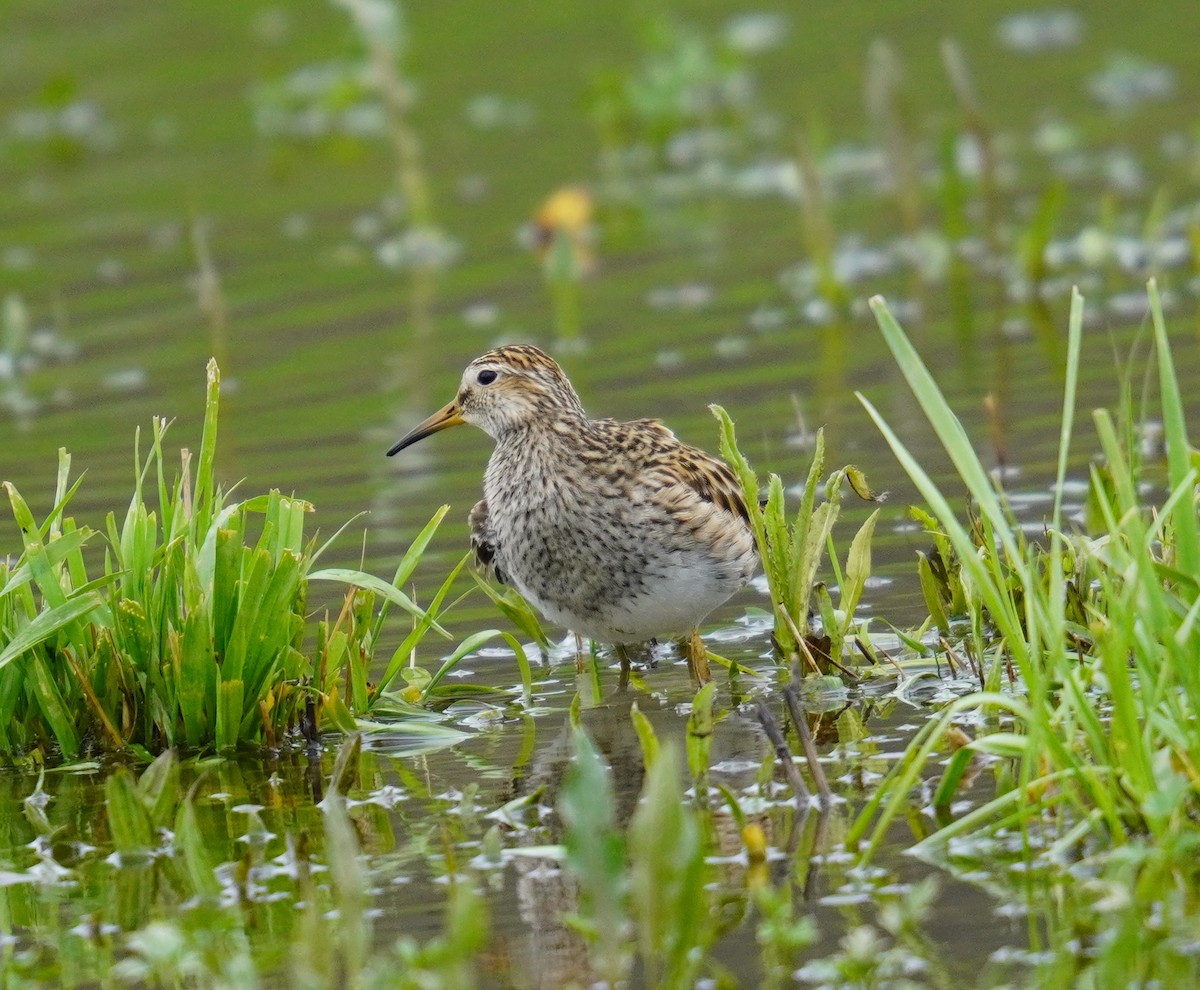 Pectoral Sandpiper - ML617586129