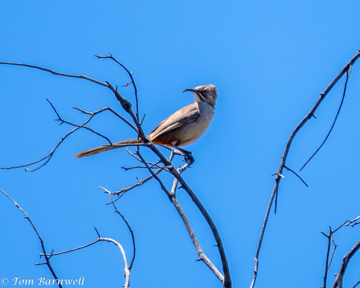 Crissal Thrasher - ML617586136