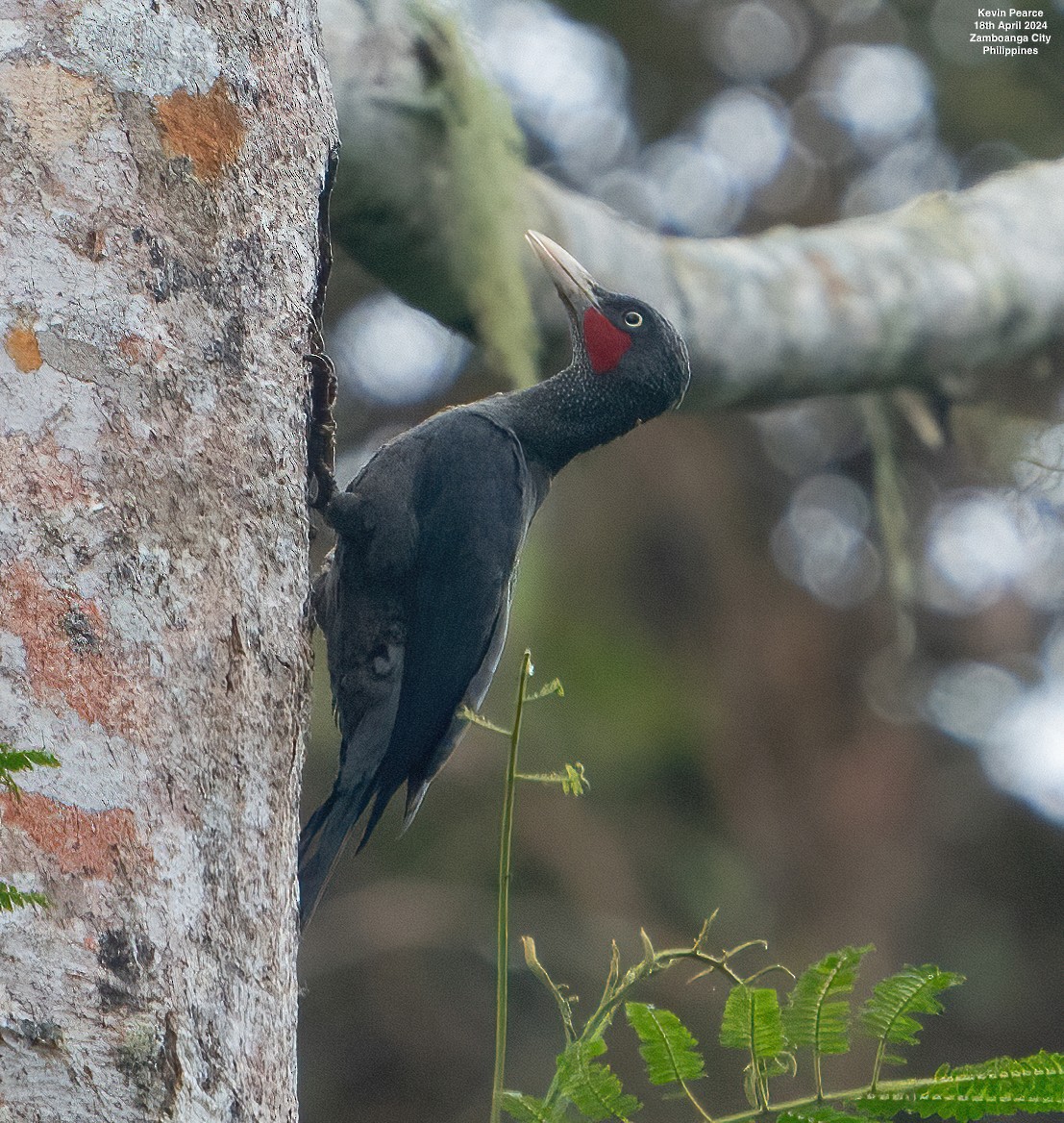 Southern Sooty-Woodpecker - Kevin Pearce