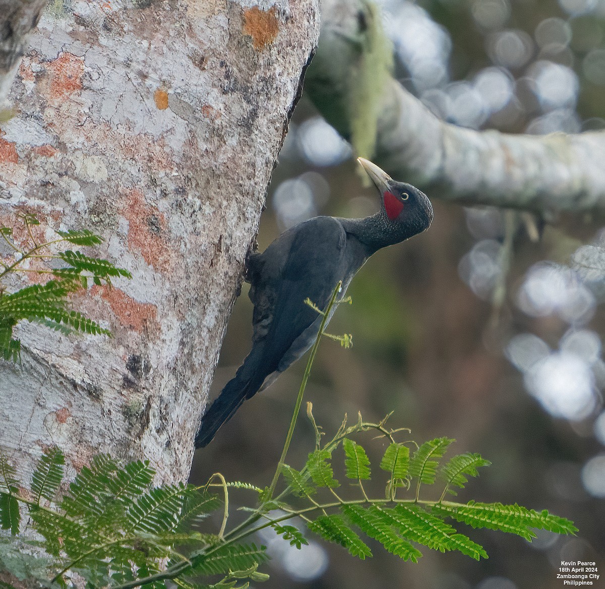 Southern Sooty-Woodpecker - ML617586180