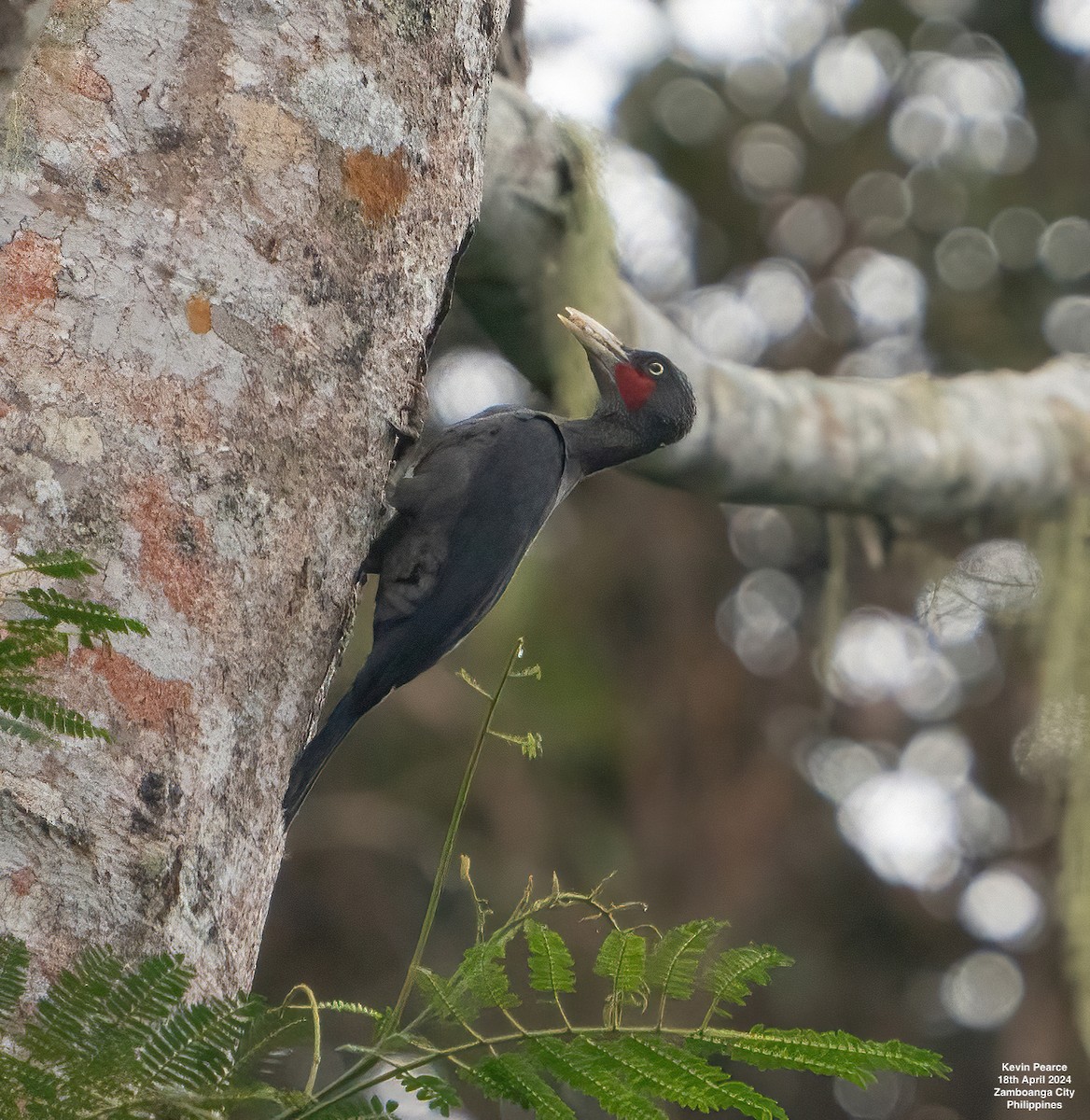 Southern Sooty-Woodpecker - ML617586181