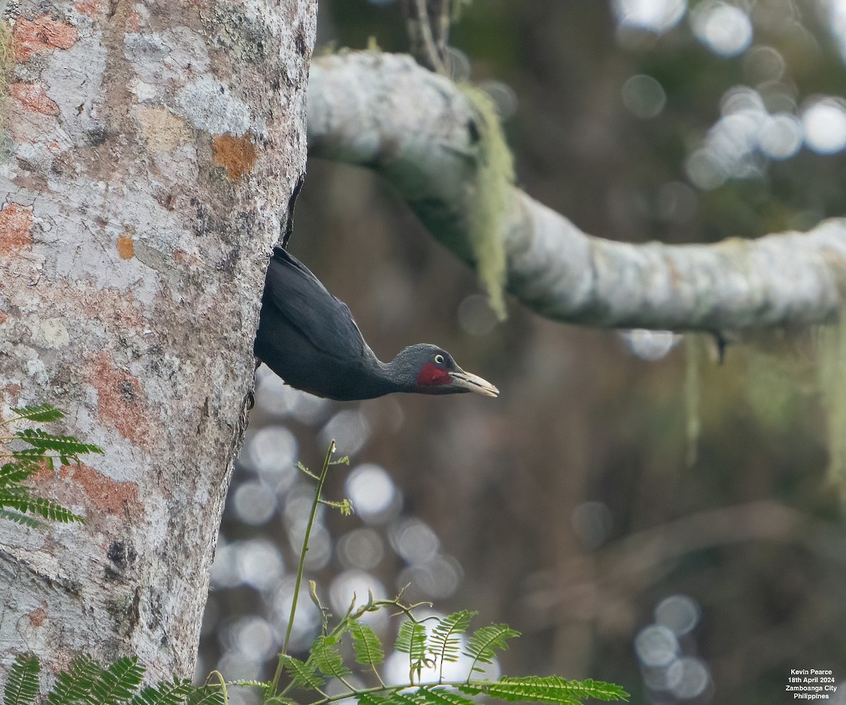 Southern Sooty-Woodpecker - Kevin Pearce