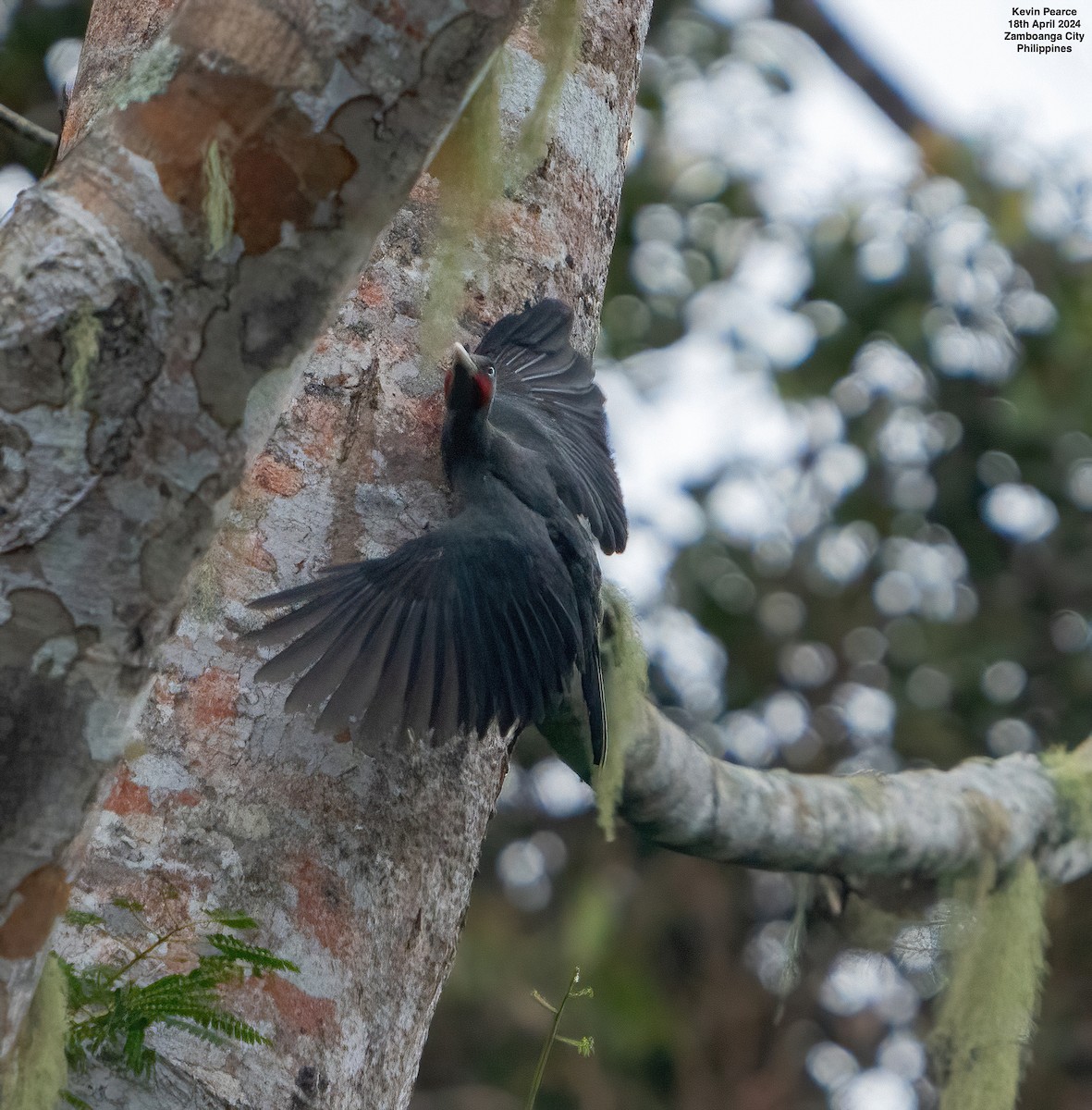 Southern Sooty-Woodpecker - Kevin Pearce