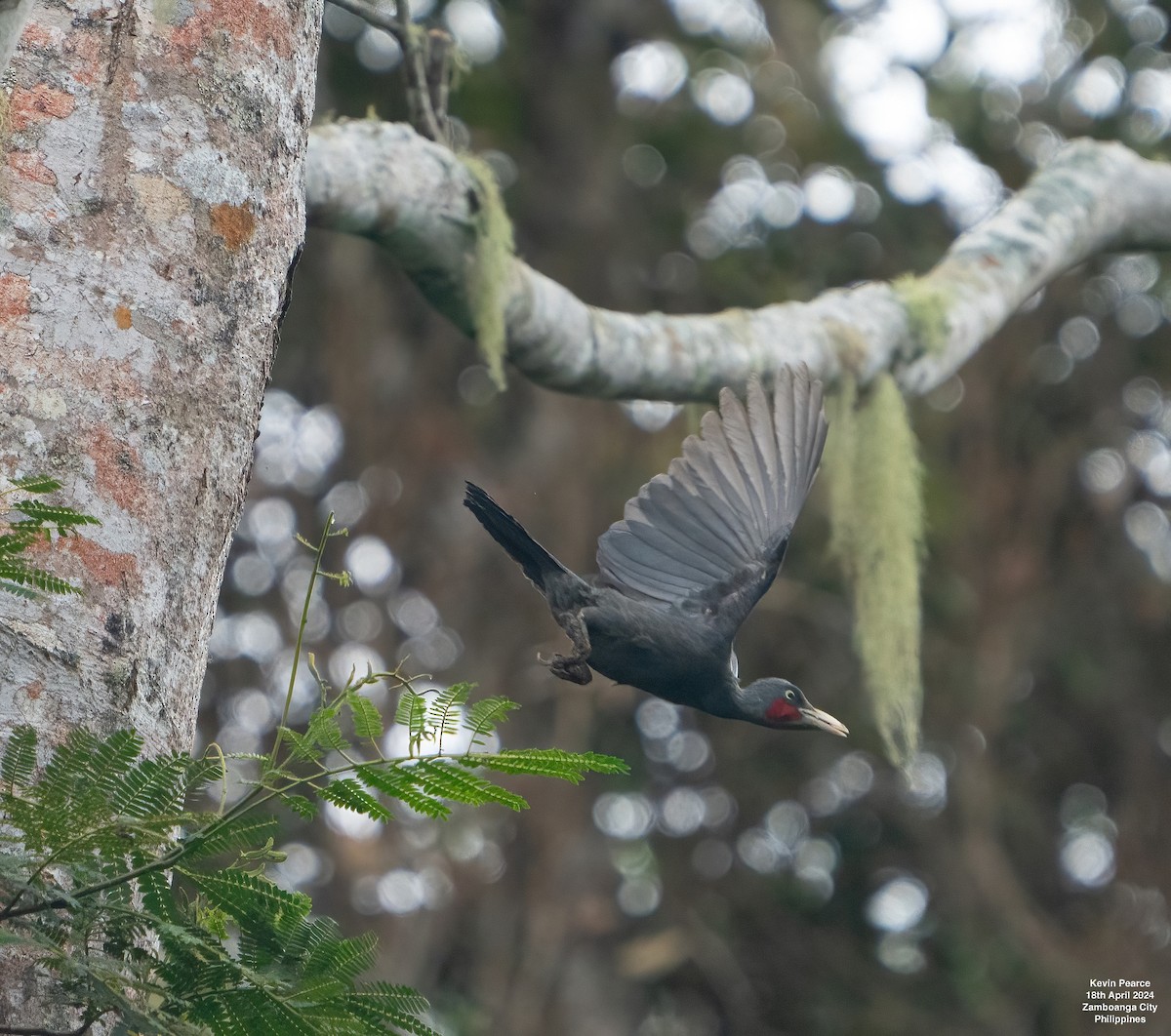 Southern Sooty-Woodpecker - Kevin Pearce