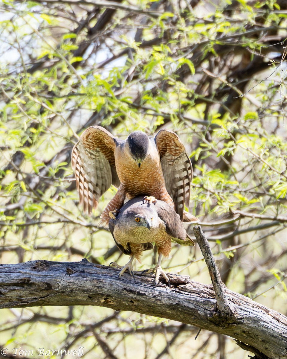 Cooper's Hawk - Thomas Barnwell