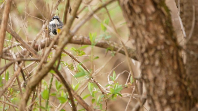 Yellow-rumped Warbler - ML617586208