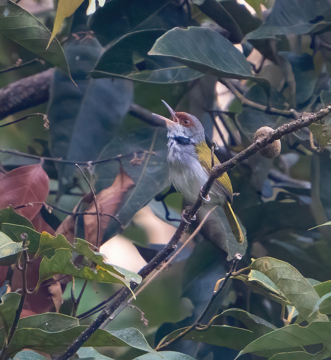 Kastanienstirn-Schneidervogel - ML617586294