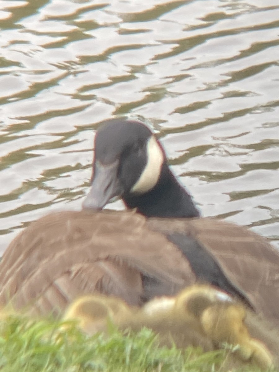 Canada Goose - ML617586316