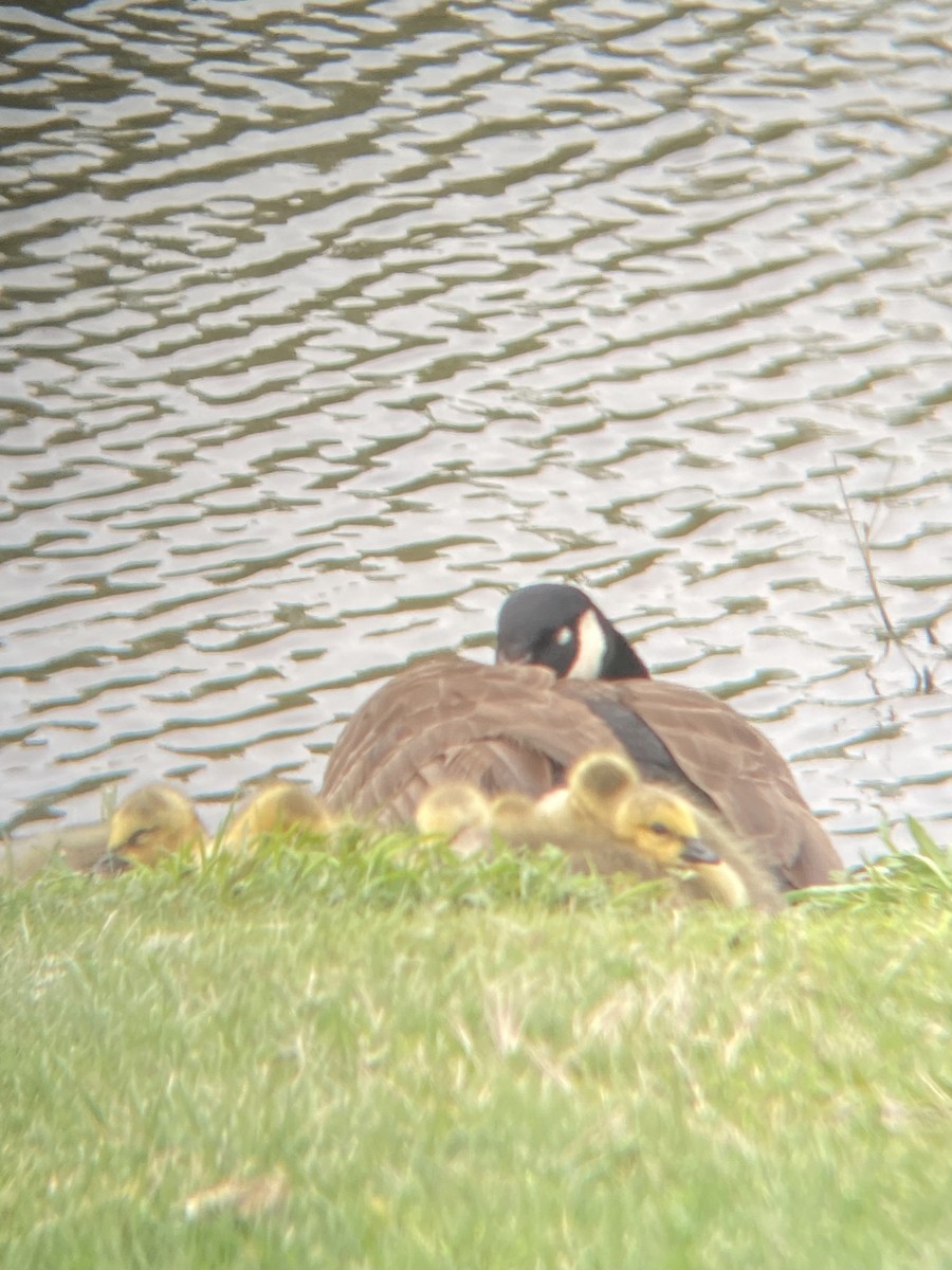 Canada Goose - ML617586318