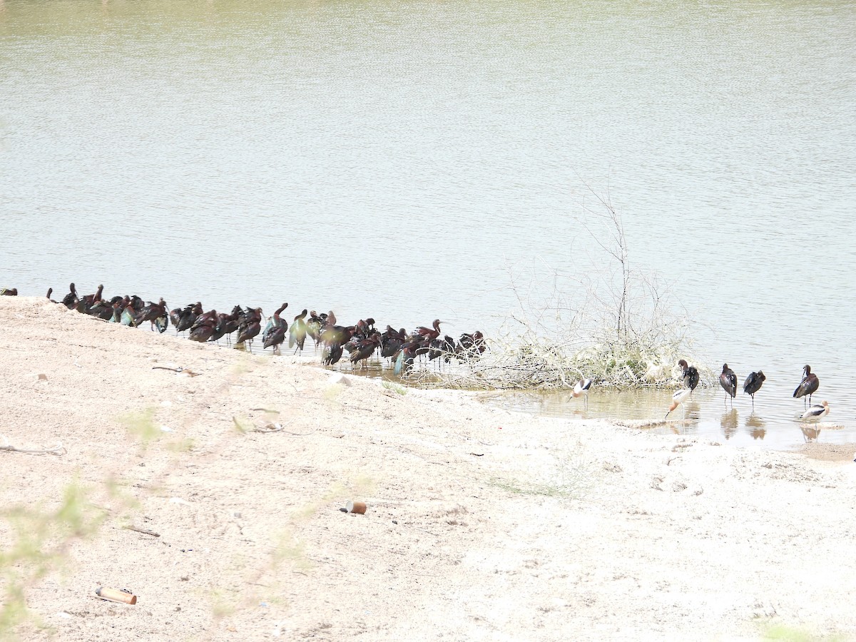 White-faced Ibis - ML617586414