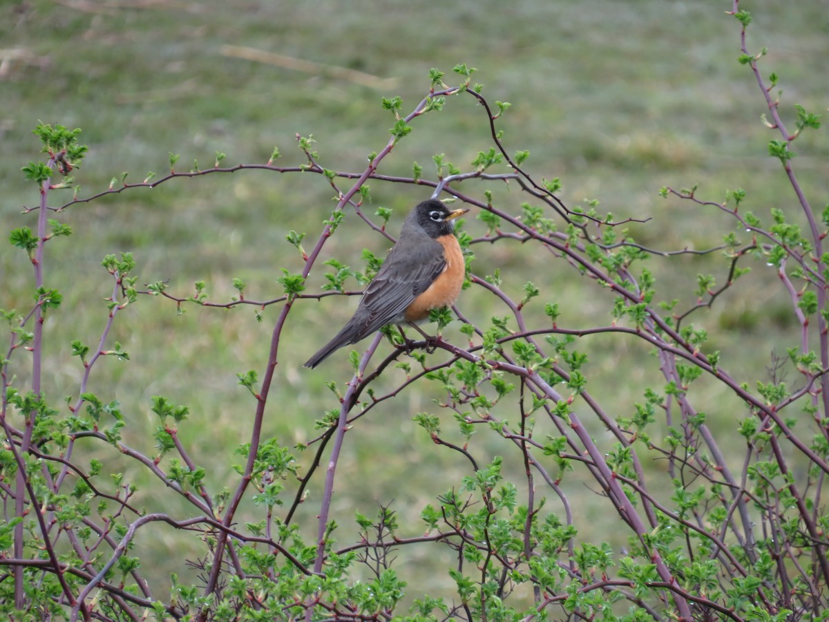 American Robin - scott baldinger