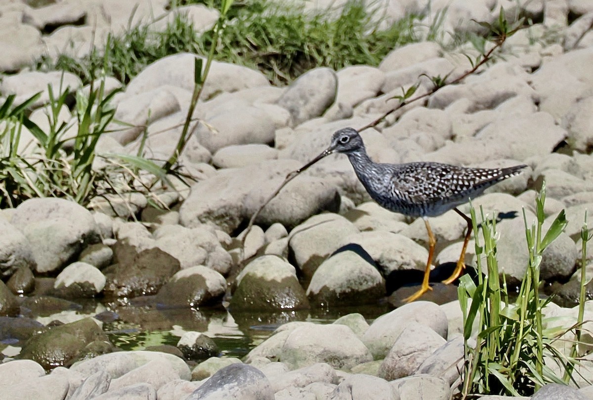 Greater Yellowlegs - ML617586528