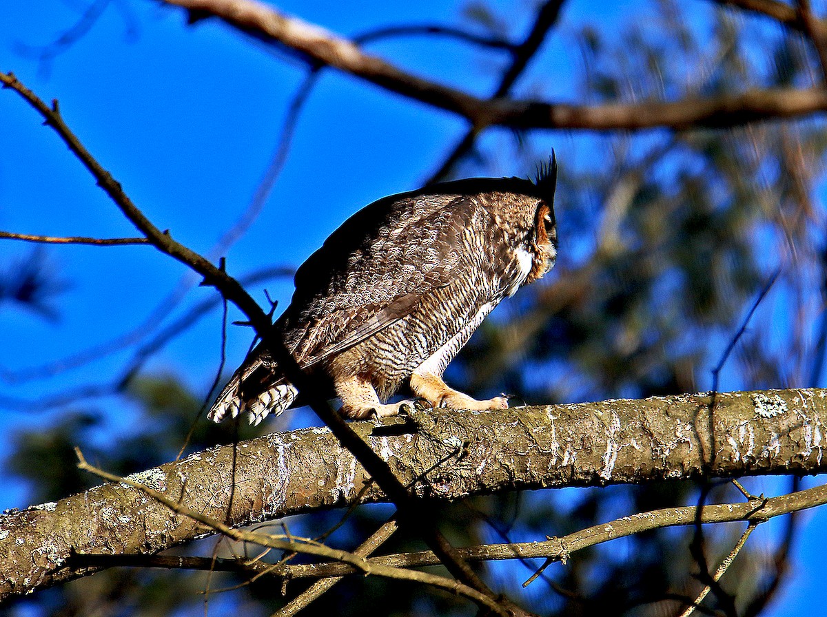 Great Horned Owl - ML617586558