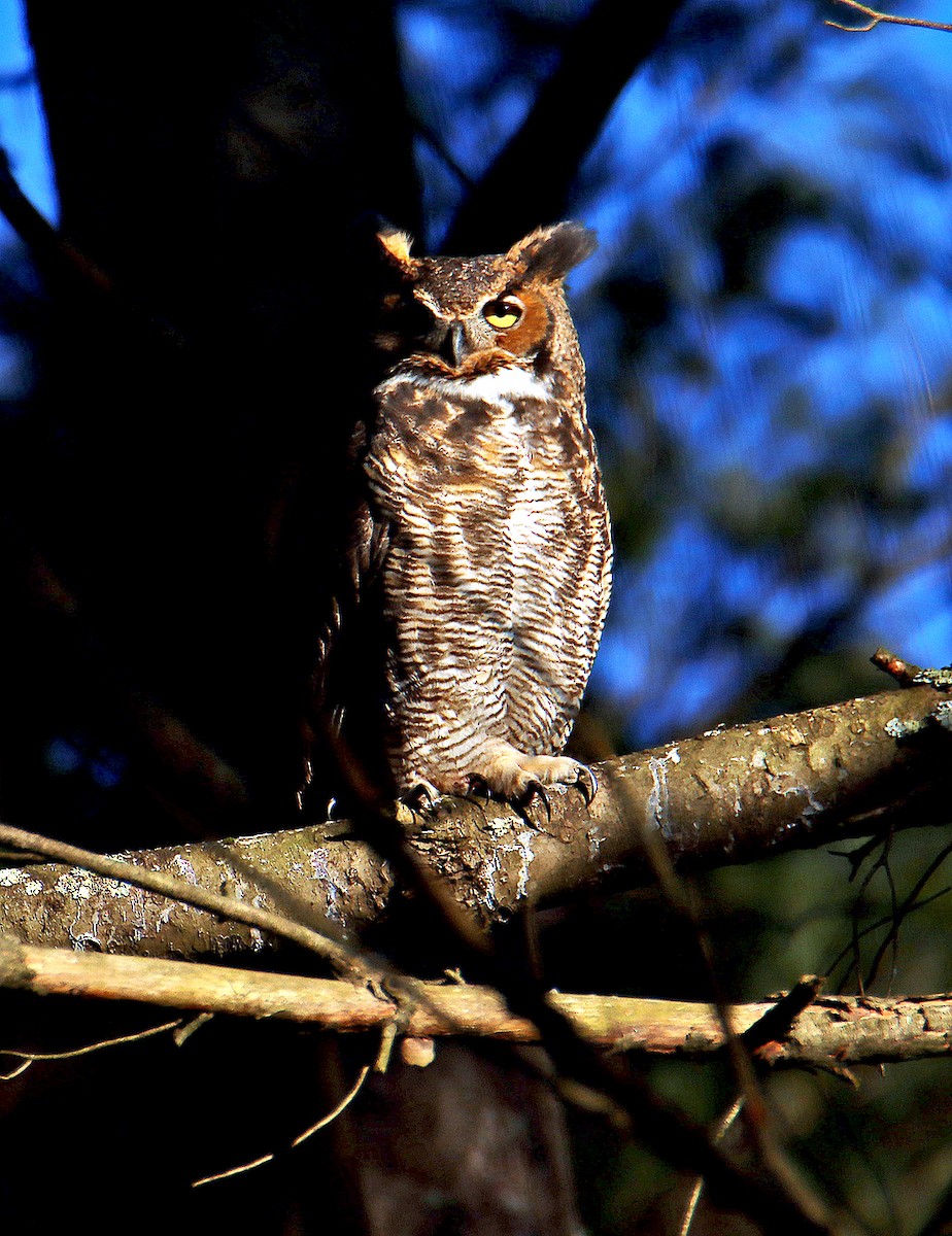 Great Horned Owl - Ronald Harrower