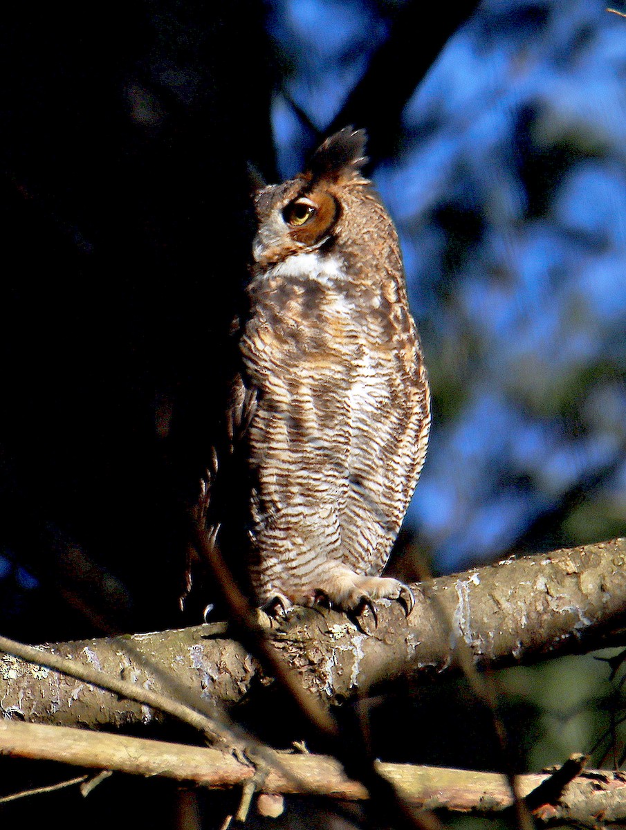 Great Horned Owl - Ronald Harrower