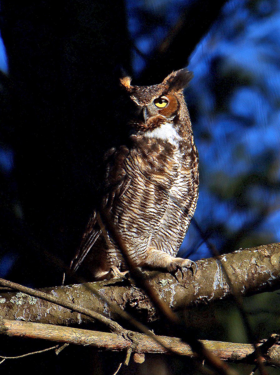 Great Horned Owl - Ronald Harrower