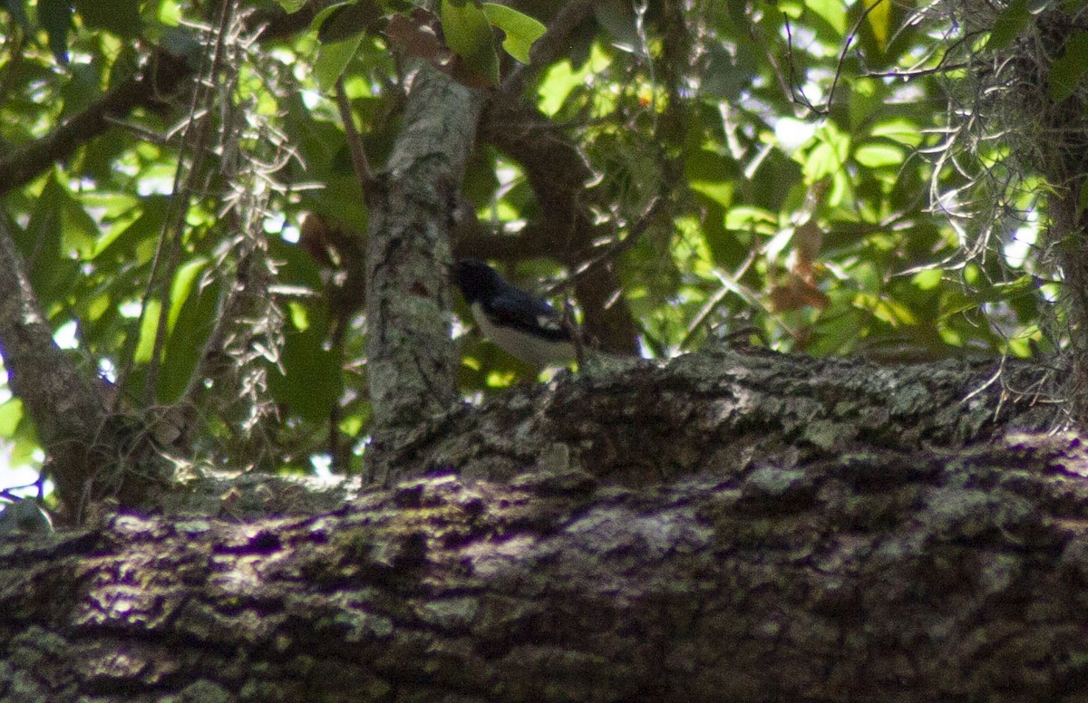 Black-throated Blue Warbler - Patrick Blank