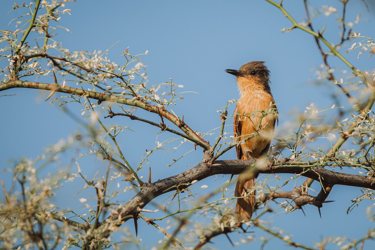 Rufous Flycatcher - ML617586588