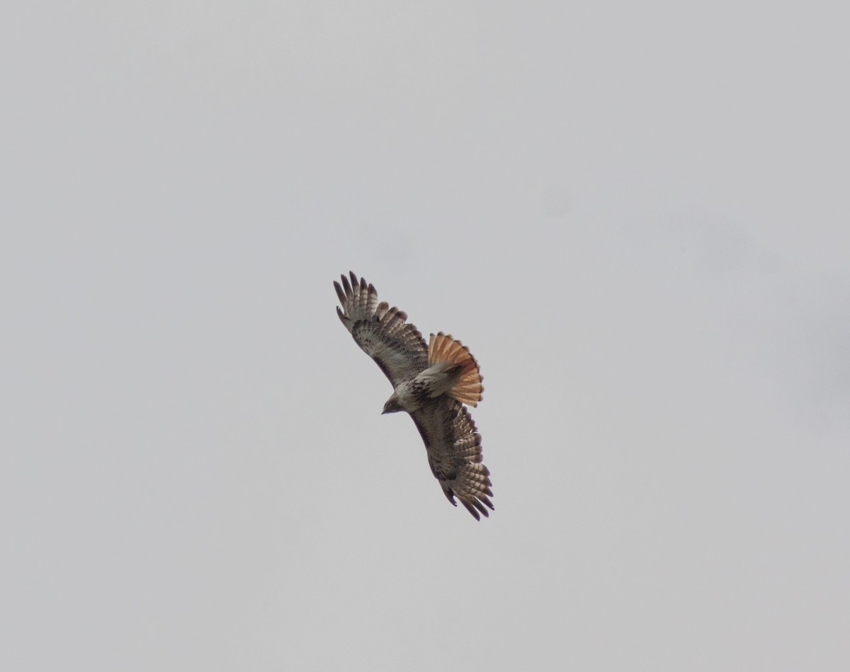 Red-tailed Hawk - ML617586595